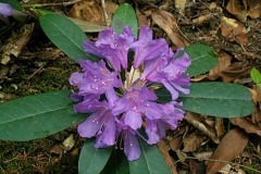 Рододендрон