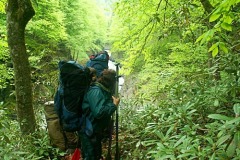 Снова на тропе