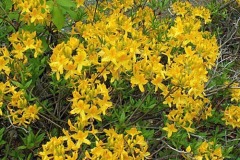 Рододендроны