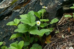 Ягода на намнях