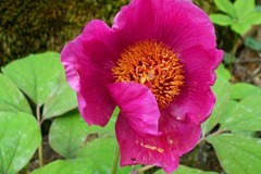 Цветут пионы