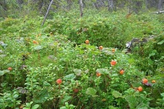 Дары природы. Морошка.