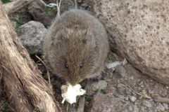 обитатели второй стоянки