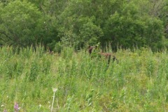 миха на С.Опале