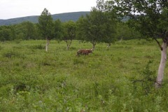 миха на Л.Опале