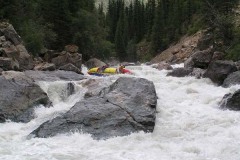 Лошадиная ступень (1эк.)