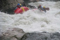 Лошадиная ступень (2эк.)