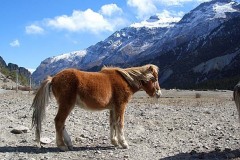 низенькая лошадка тибетцев