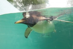 Аквариум в Бергене