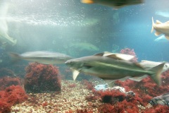 Аквариум в Бергене