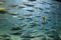 Аквариум в Бергене