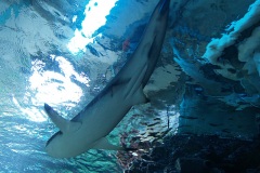 Аквариум в Бергене