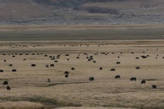 025_tibet2011