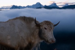 080_tibet2011