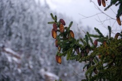 110_tibet2011