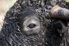 206_tibet2011