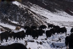210_tibet2011