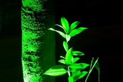 244_tibet2011