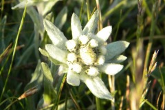 RSCN2456